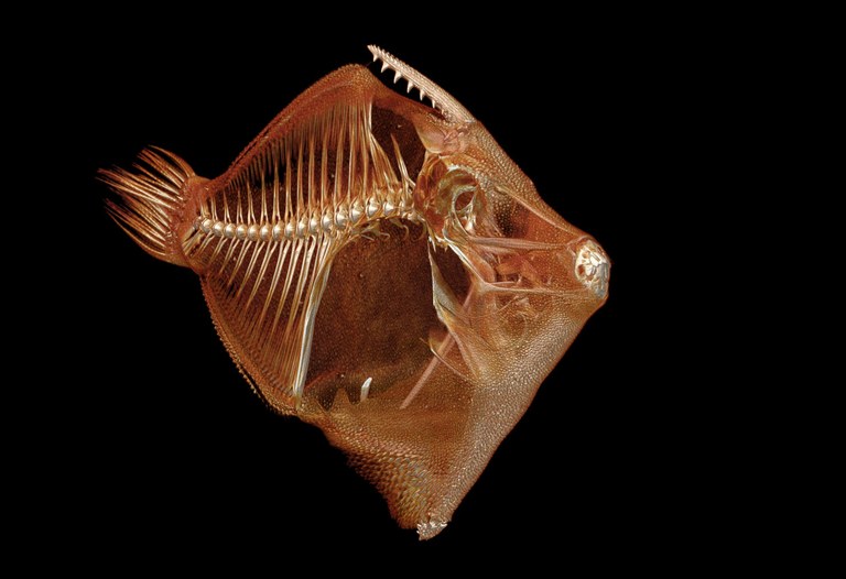 Professor seeks to 3D scan every fish species in the sea