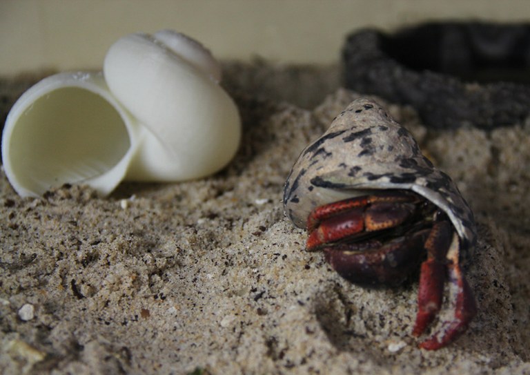 Project Shellter: 3D printed shells for your pet hermit crab?