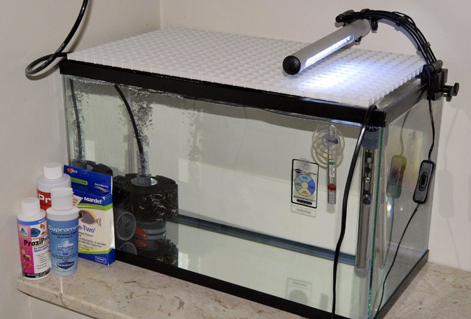 How to Quarantine Marine Fish