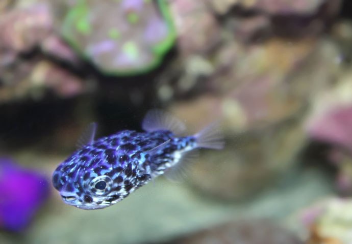 Rare Blue Porcupine Puffer Fish