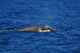 Rare Shepherd's Beaked Whales captured on video