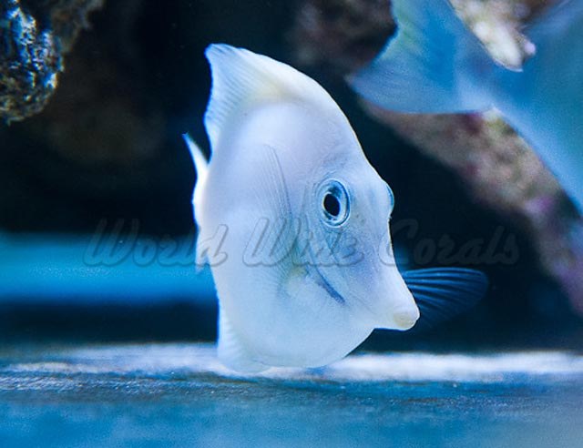 Rare White Tang on display at World Wide Corals 