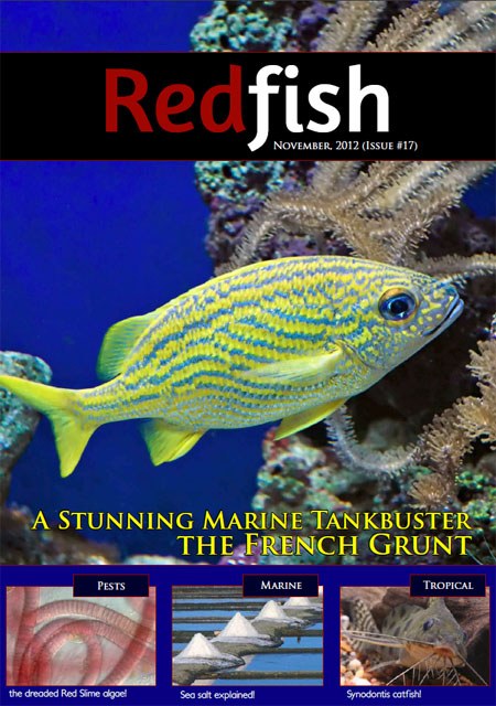 Redfish #17 available for your free viewing pleasure