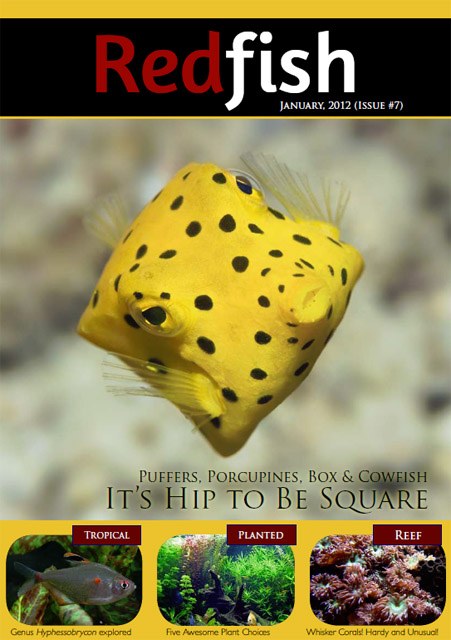Redfish January 2012 hits the 'newstands'