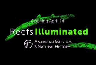 "Reefs Illuminated" film premieres this week at American Museum of Natural History, NYC
