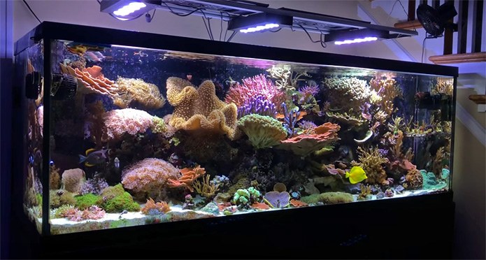 Reefspy's charming 180 gallon mixed reef