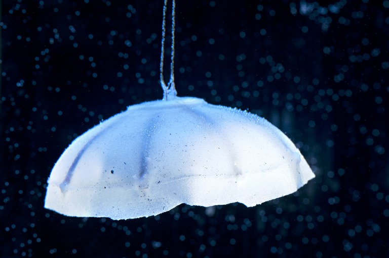 Researchers Publish Study on Jellyfish Energy Consumption That Will Improve Bio-Inspired Robotic Designs