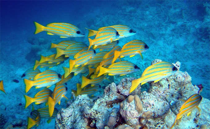 Schooling fish expend less energy due to flow dynamics
