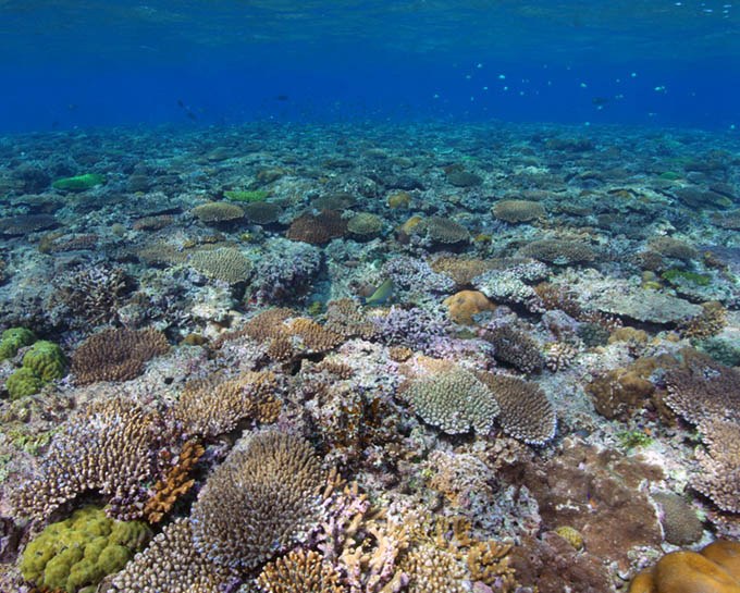 Tropical reefs shifting poleward