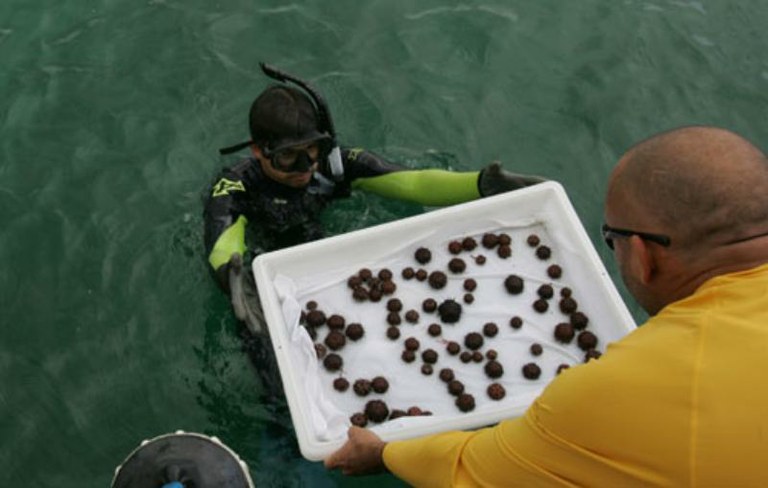 Scientists Captive Breed Native Urchins to Clean Up Hawaiian Reef 