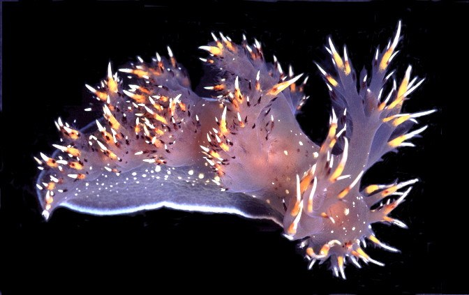 Scientists connect brains of  two nudibranchs species