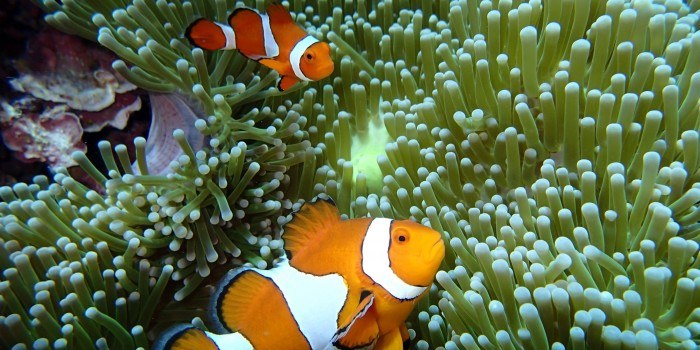 Sediment in water hurts juvenile reef fish