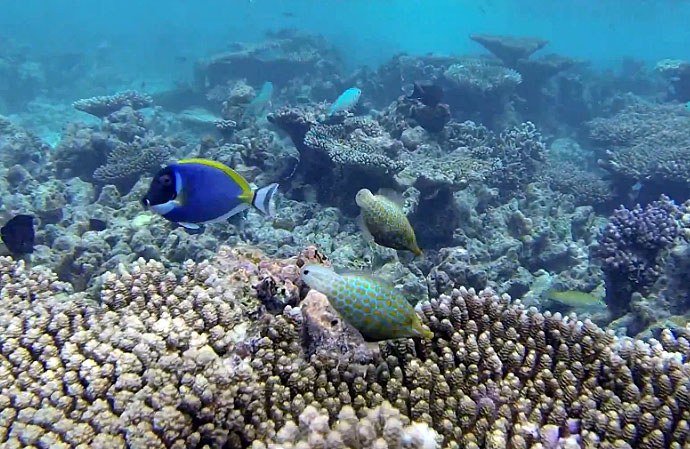 Set adrift with a pair of Harlequin filefish