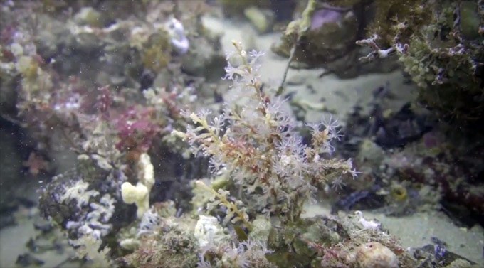 Six new species of soft corals discovered in Tamar River