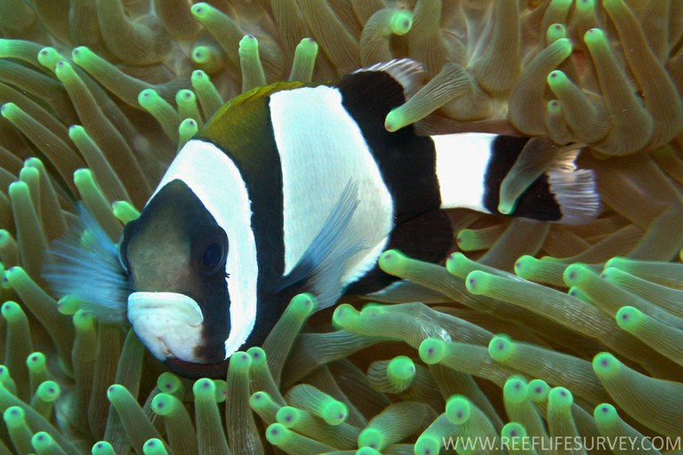 Some clownfish lack personalities