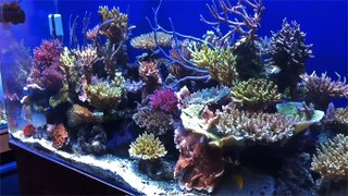Vibrant SPS reef aquarium from Kuwait