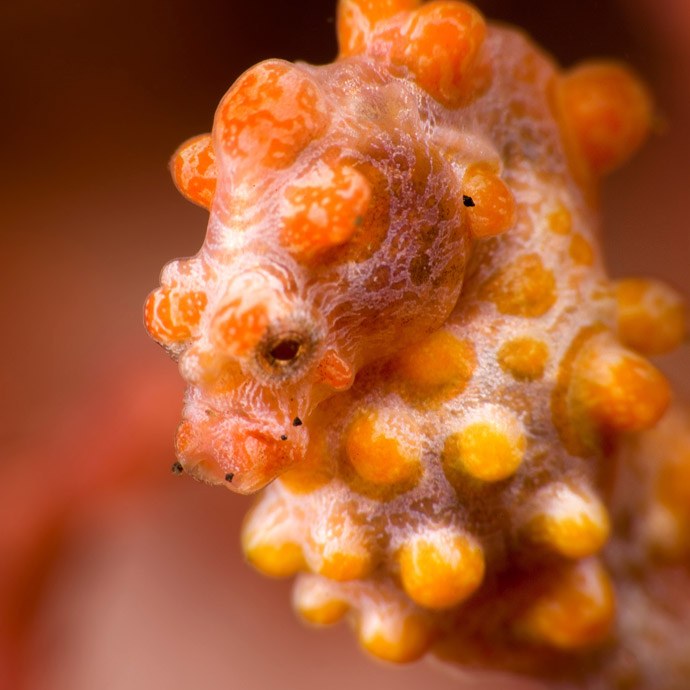 Steinhart's baby pygmy seahorses are growing up so fast