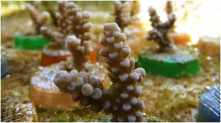 Stony corals suffer jet lag, too