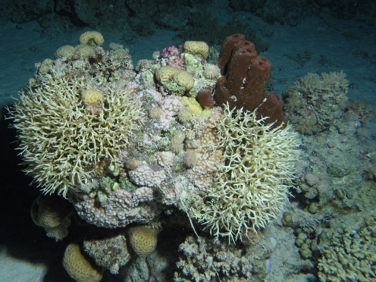 Study finds coral reefs decimated by Chinese economic boom