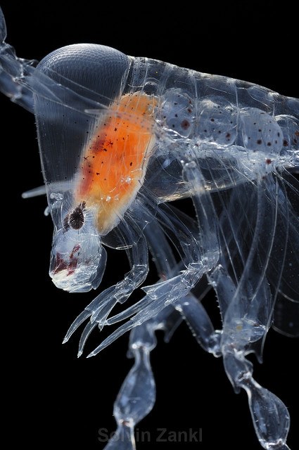 Stunning imagery of pelagic mesoplankton