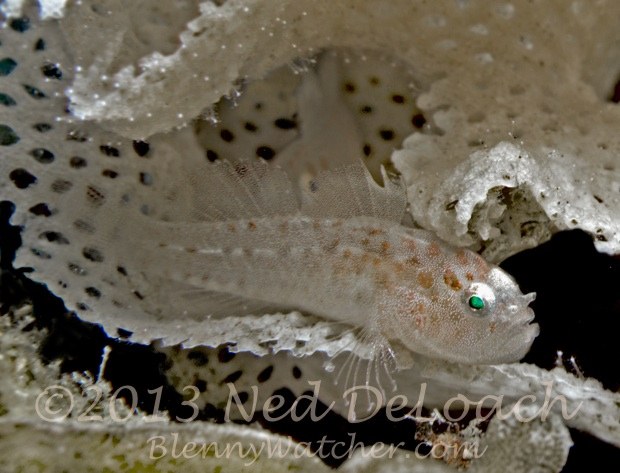 A new specialty goby: Sueviota bryozophila, n. sp. AKA Bryozoan Goby