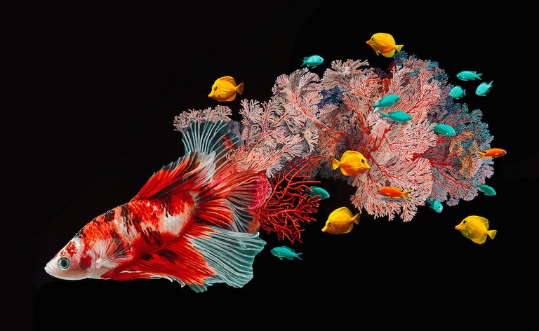 Surreal! Art blending freshwater fish with coral reefs 