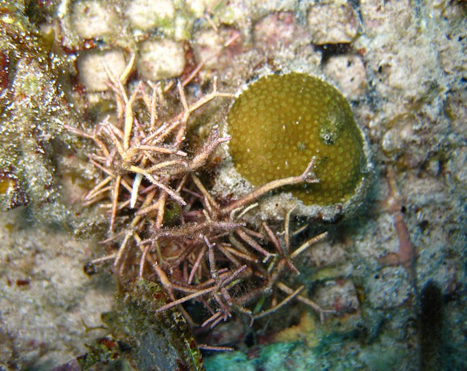 Overgrown algae empirically linked to reef decline
