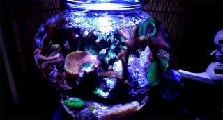 The amazing lil 1.5 gallon vase aquarium called Maritza