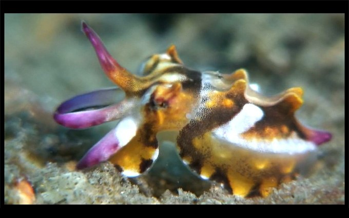 The birth of flamboyant cuttlefish!