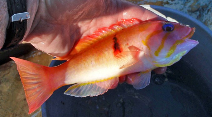 The Blackspot Wrasse: Another rare deep water fish from the Sea of Cortez