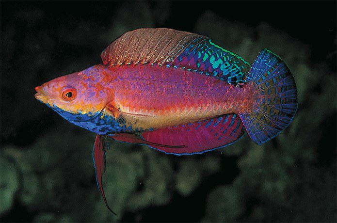 The blue-throated fairy wrasse: a new species