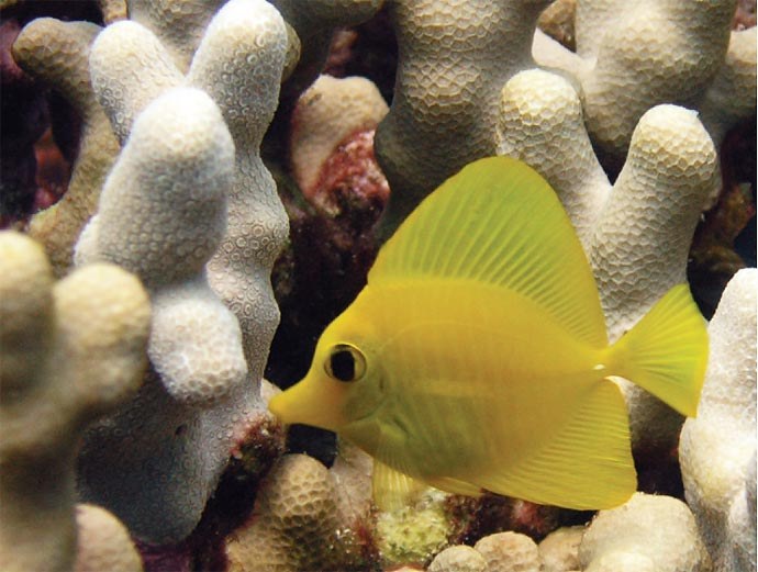 The feel-good story of Yellow Tangs in the wild