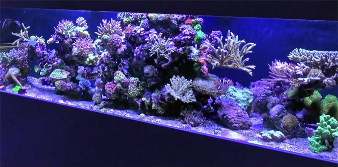 The fluorescence of "Istedgade Reef" 