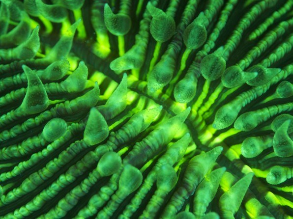 Reefs are aglow with fluorescence!