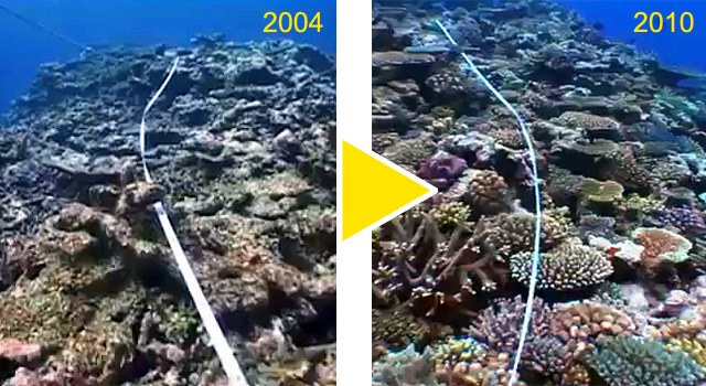 The resilience of coral reefs