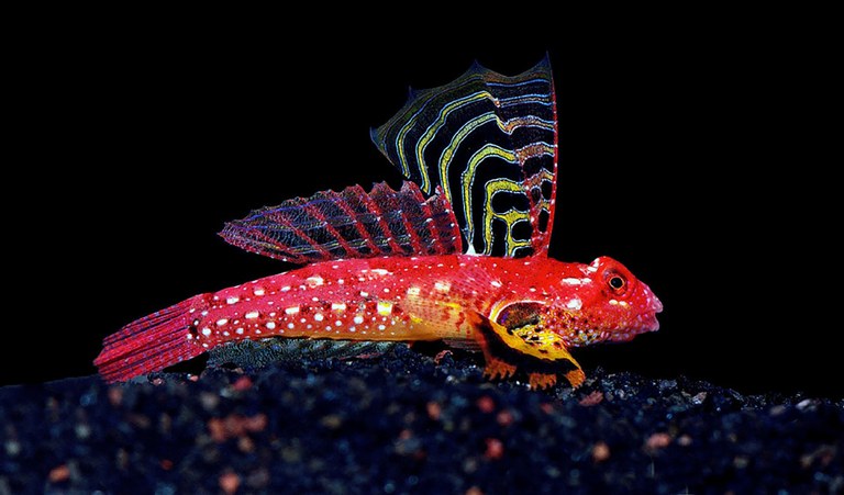 The Ruby Red Dragonet has a name