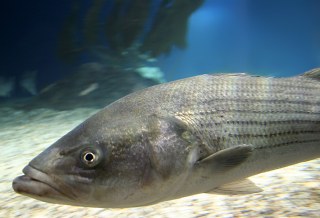 Thief steals fish from public aquarium to win fishing contest
