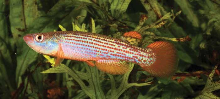 Three new killifishes add even more color to the tropical fish world