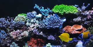 Three reef aquarium videos to kick off Spring