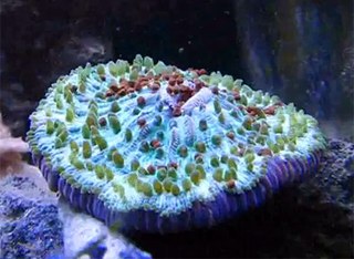 'Time-lasped' video of a Plate Coral feeding