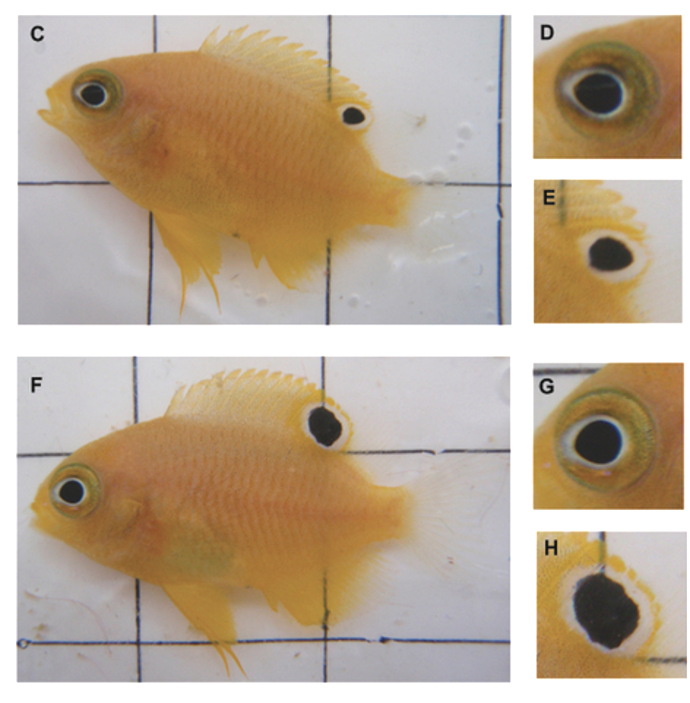 Tiny fish make ‘eyes’ at their killer