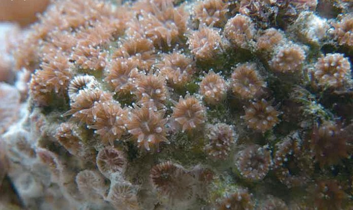Two new species of coral discovered off Taiwan coast