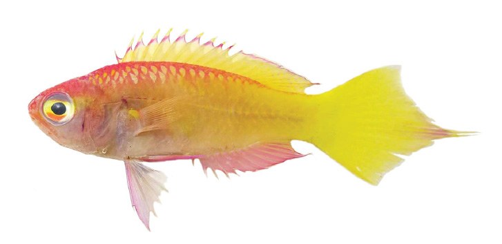Two new species of deep-water Grammatonotus fishes from Pohnpei