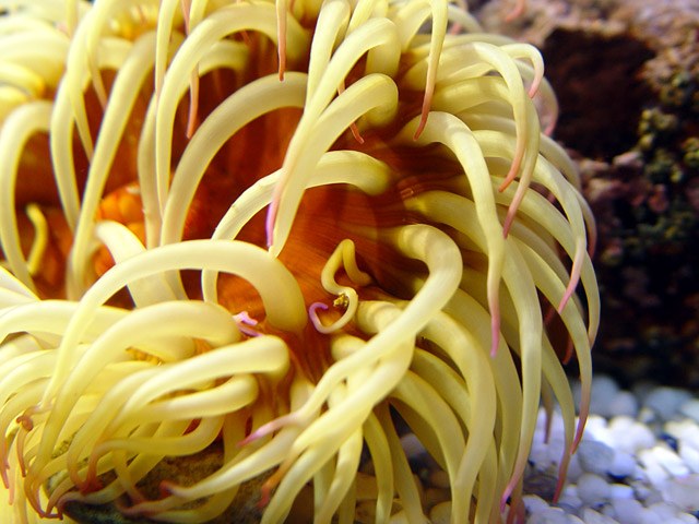 UCI researchers find sea anemone venom-derived compound effective in anti-obesity studies