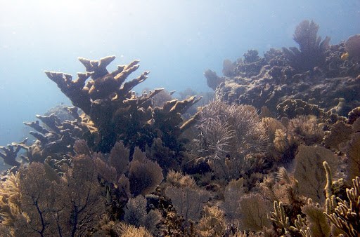 UF research shows coral reefs can be saved