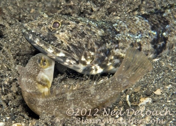 Undersea mystery: Why is this prey fish "kissing" its predator?