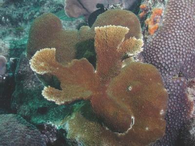 University of Miami geologists to address the mystery of an evolution gap in reef corals