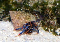 Video of hermit crab changing shells