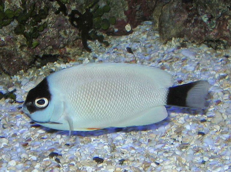 Video of juvenile Genicanthus personatus angelfish