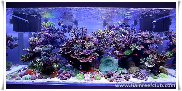 Video of the Thailand DSPS 1,000 gallon reef